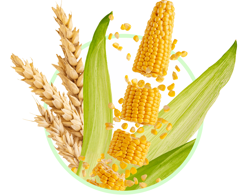 Злаки